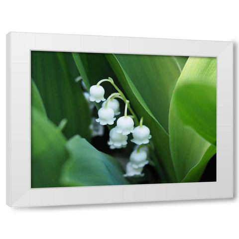Clochettes White Modern Wood Framed Art Print by Bonin, Suzanne