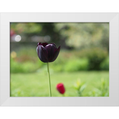 Dark Beauty White Modern Wood Framed Art Print by Bonin, Suzanne
