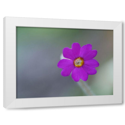 Delicate Beauty White Modern Wood Framed Art Print by Bonin, Suzanne