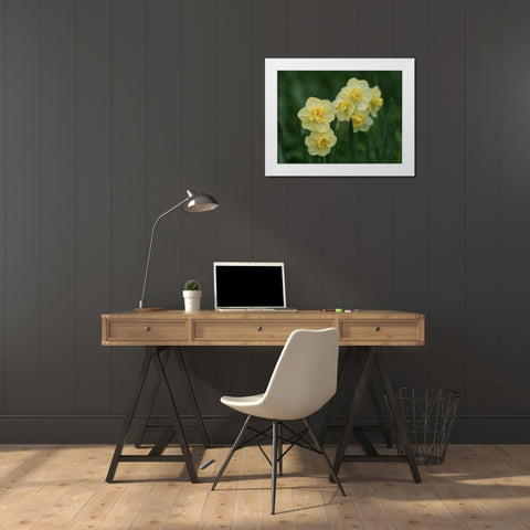 Double Daffodils White Modern Wood Framed Art Print by Bonin, Suzanne