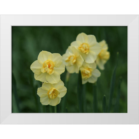 Double Daffodils White Modern Wood Framed Art Print by Bonin, Suzanne