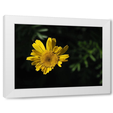 Early Riser White Modern Wood Framed Art Print by Bonin, Suzanne