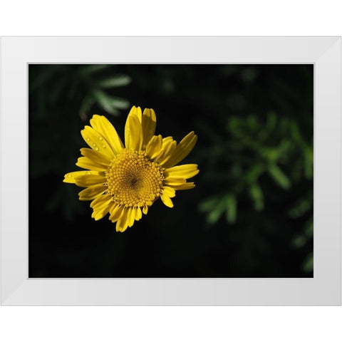 Early Riser White Modern Wood Framed Art Print by Bonin, Suzanne