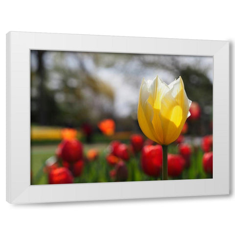 Elegant White Modern Wood Framed Art Print by Bonin, Suzanne