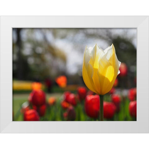 Elegant White Modern Wood Framed Art Print by Bonin, Suzanne