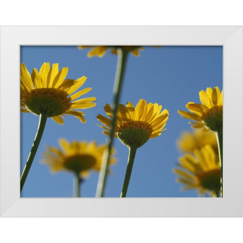 From Below White Modern Wood Framed Art Print by Bonin, Suzanne