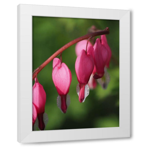 Hearts White Modern Wood Framed Art Print by Bonin, Suzanne