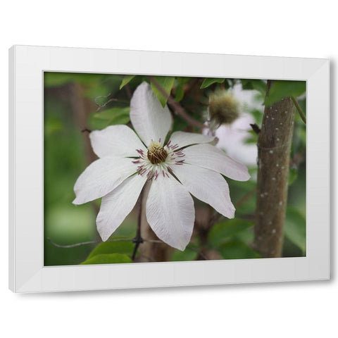 Hidden Beauty White Modern Wood Framed Art Print by Bonin, Suzanne
