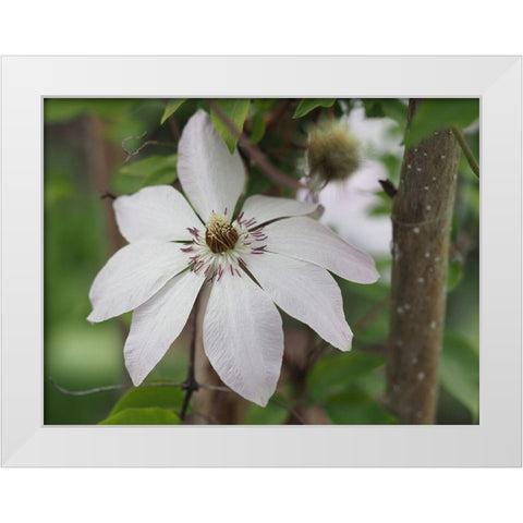 Hidden Beauty White Modern Wood Framed Art Print by Bonin, Suzanne