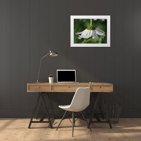 Hidden Treasure White Modern Wood Framed Art Print by Bonin, Suzanne