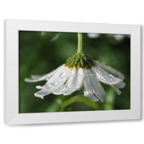Hidden Treasure White Modern Wood Framed Art Print by Bonin, Suzanne