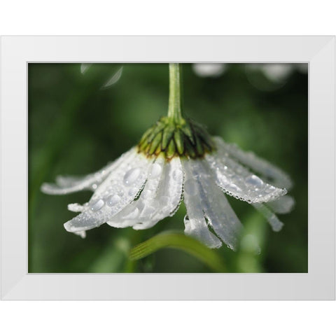 Hidden Treasure White Modern Wood Framed Art Print by Bonin, Suzanne