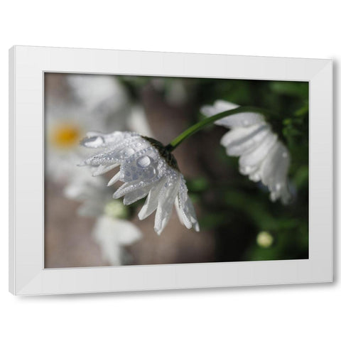 Jewels Of Nature White Modern Wood Framed Art Print by Bonin, Suzanne