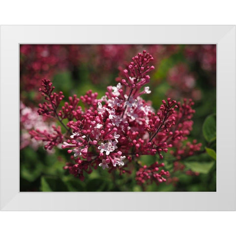 Joy White Modern Wood Framed Art Print by Bonin, Suzanne