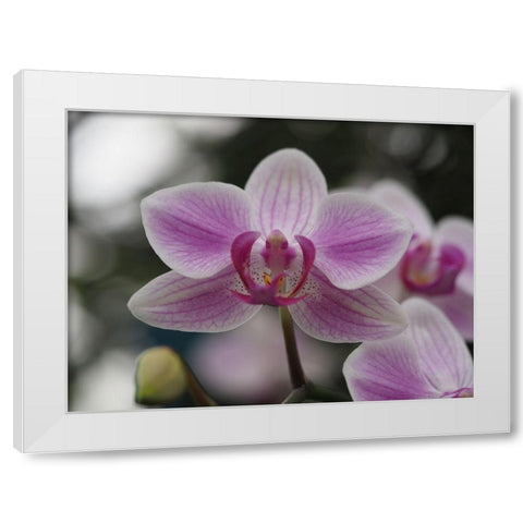 Little Blue Bird White Modern Wood Framed Art Print by Bonin, Suzanne
