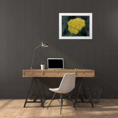 Morning Dew White Modern Wood Framed Art Print by Bonin, Suzanne