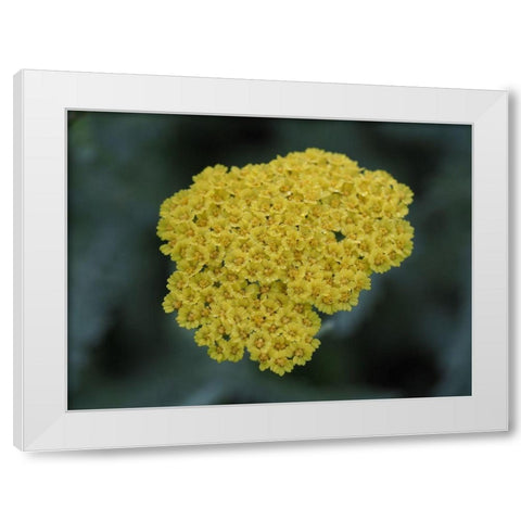 Morning Dew White Modern Wood Framed Art Print by Bonin, Suzanne