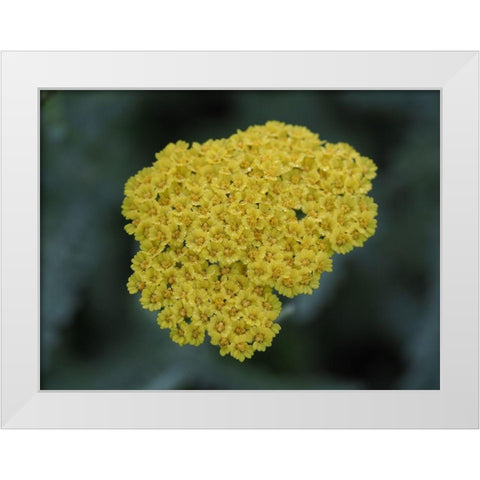 Morning Dew White Modern Wood Framed Art Print by Bonin, Suzanne