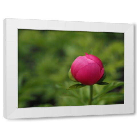Perfection In Nature White Modern Wood Framed Art Print by Bonin, Suzanne