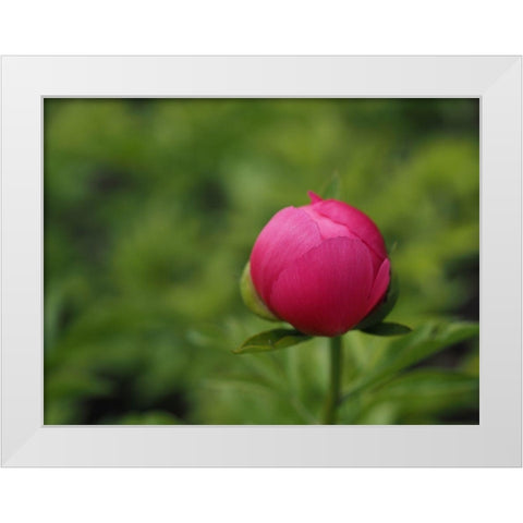 Perfection In Nature White Modern Wood Framed Art Print by Bonin, Suzanne