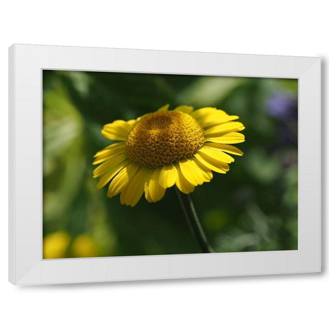 Prettier In Yellow White Modern Wood Framed Art Print by Bonin, Suzanne
