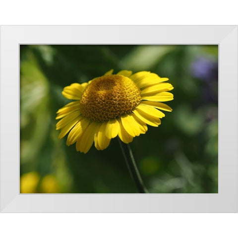 Prettier In Yellow White Modern Wood Framed Art Print by Bonin, Suzanne