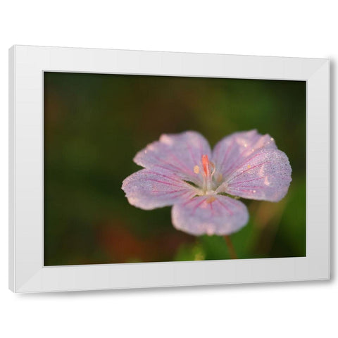 Pretty Pretty White Modern Wood Framed Art Print by Bonin, Suzanne