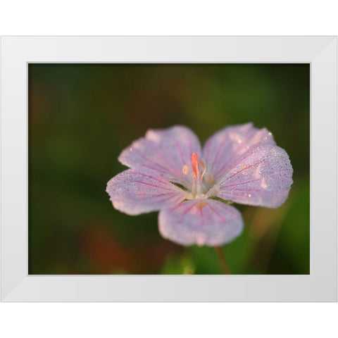 Pretty Pretty White Modern Wood Framed Art Print by Bonin, Suzanne