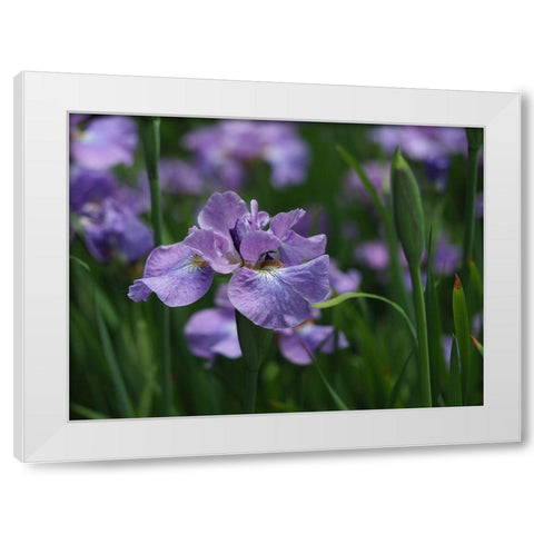 Purple One White Modern Wood Framed Art Print by Bonin, Suzanne