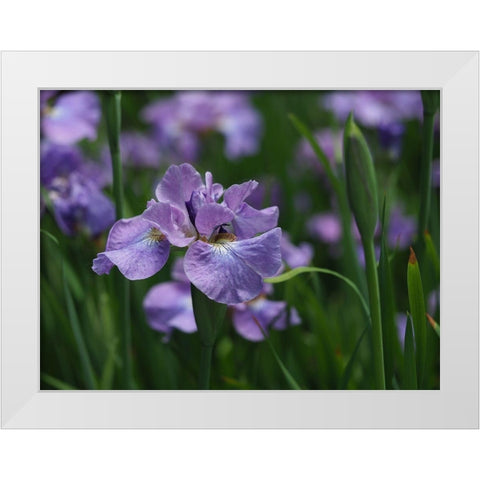 Purple One White Modern Wood Framed Art Print by Bonin, Suzanne