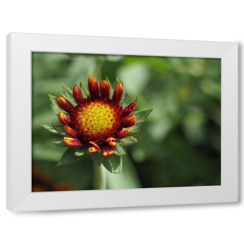 Rebel White Modern Wood Framed Art Print by Bonin, Suzanne