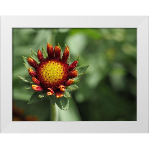 Rebel White Modern Wood Framed Art Print by Bonin, Suzanne