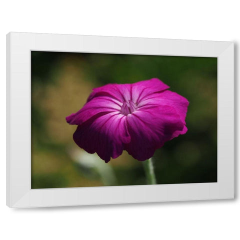 Rose Campion White Modern Wood Framed Art Print by Bonin, Suzanne