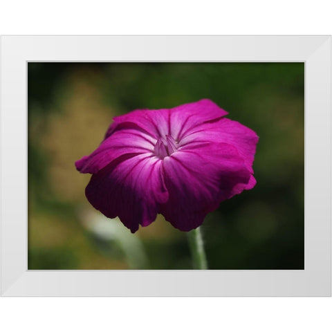 Rose Campion White Modern Wood Framed Art Print by Bonin, Suzanne