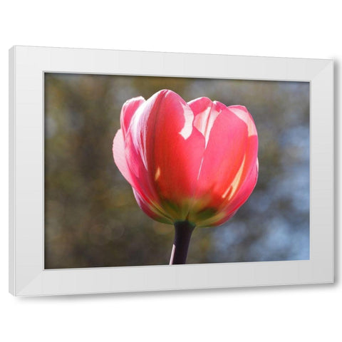 Showy Tulip White Modern Wood Framed Art Print by Bonin, Suzanne