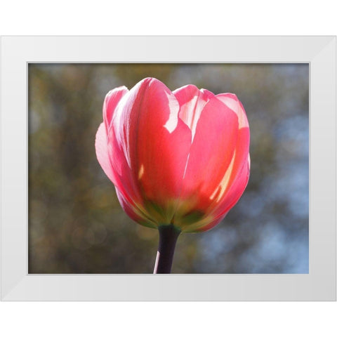 Showy Tulip White Modern Wood Framed Art Print by Bonin, Suzanne