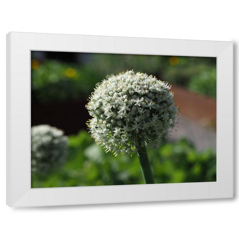 Sphere White Modern Wood Framed Art Print by Bonin, Suzanne