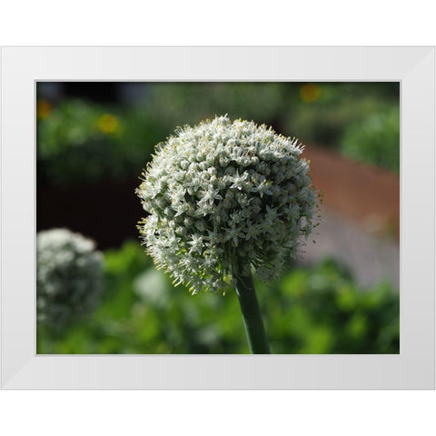 Sphere White Modern Wood Framed Art Print by Bonin, Suzanne