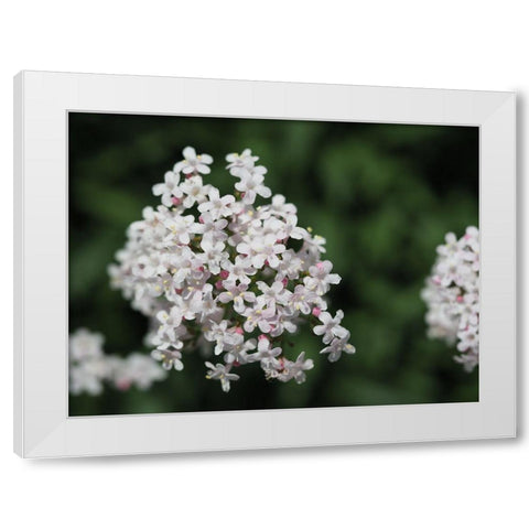 Spicy White Modern Wood Framed Art Print by Bonin, Suzanne