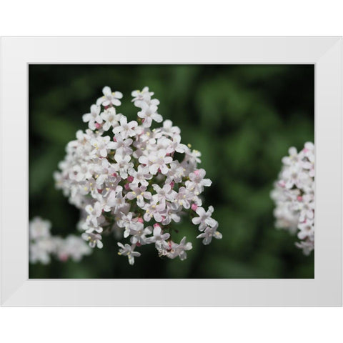 Spicy White Modern Wood Framed Art Print by Bonin, Suzanne