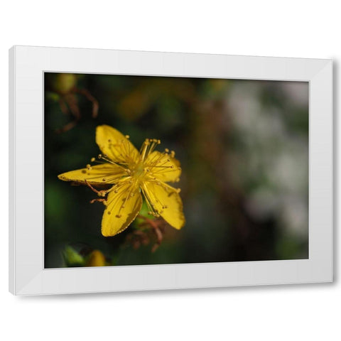 St Johns Wort White Modern Wood Framed Art Print by Bonin, Suzanne