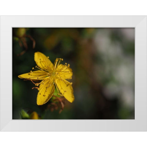 St Johns Wort White Modern Wood Framed Art Print by Bonin, Suzanne