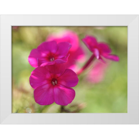 Summertime White Modern Wood Framed Art Print by Bonin, Suzanne