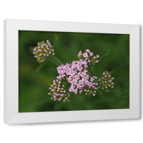 This Is Life White Modern Wood Framed Art Print by Bonin, Suzanne