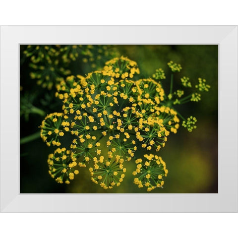 Tiny Beauties White Modern Wood Framed Art Print by Bonin, Suzanne