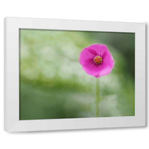 Tiny Beauty White Modern Wood Framed Art Print by Bonin, Suzanne