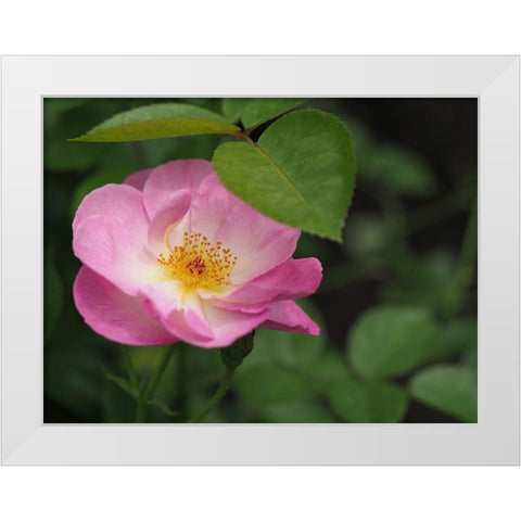 Under The Shade White Modern Wood Framed Art Print by Bonin, Suzanne