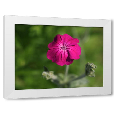 Velvety Beauty White Modern Wood Framed Art Print by Bonin, Suzanne