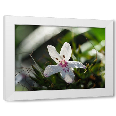 Woo Hoo White Modern Wood Framed Art Print by Bonin, Suzanne