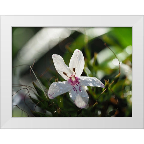 Woo Hoo White Modern Wood Framed Art Print by Bonin, Suzanne